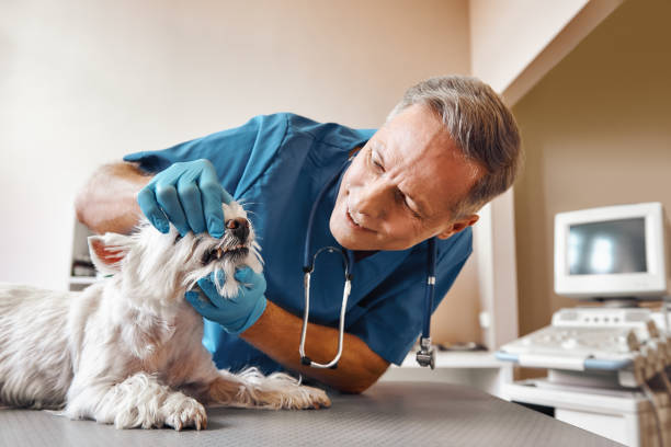 Best After-Hours Emergency Dentist in Roodhouse, IL